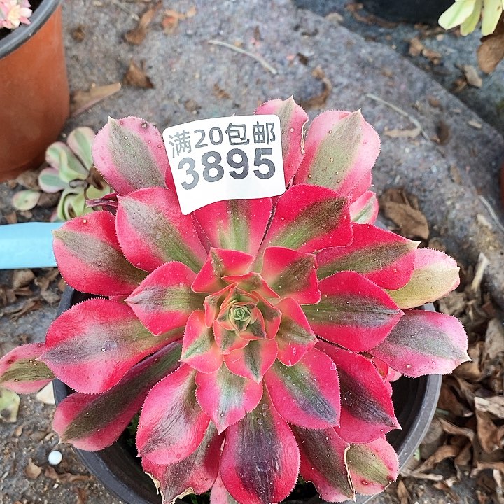 3895 一颗粉女巫棒棒糖