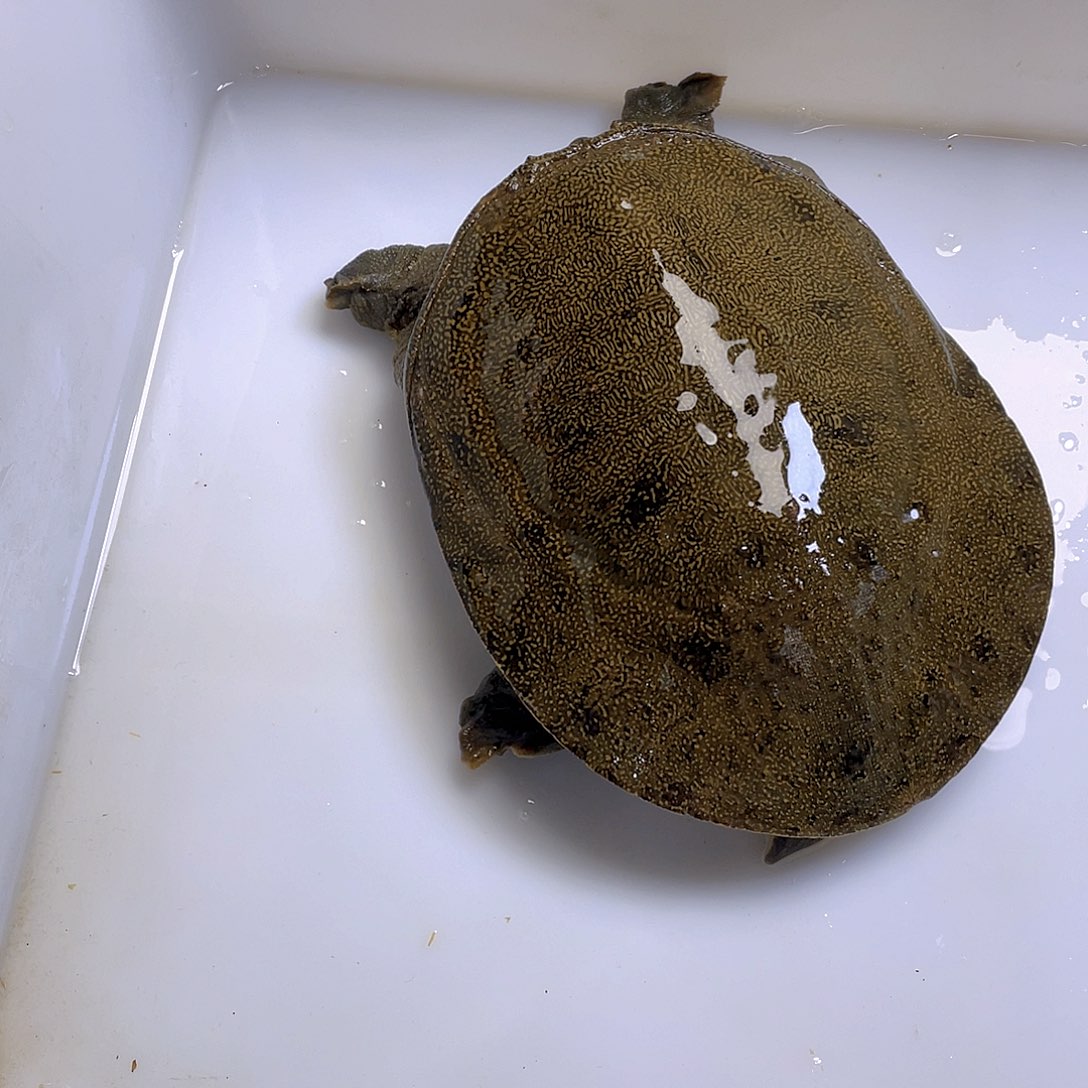 中国大陆12345576