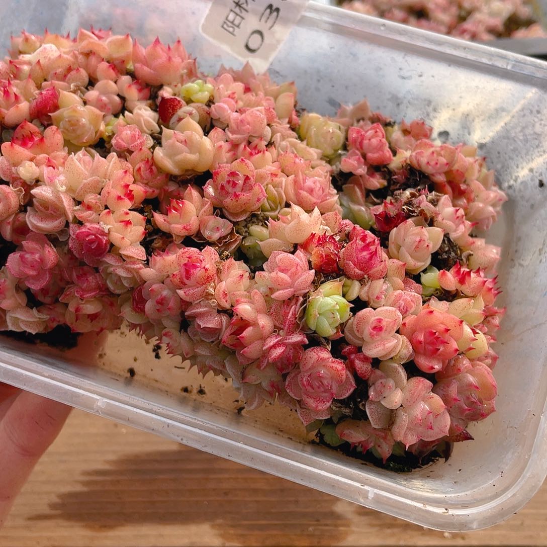 多肉植物多肉植物305