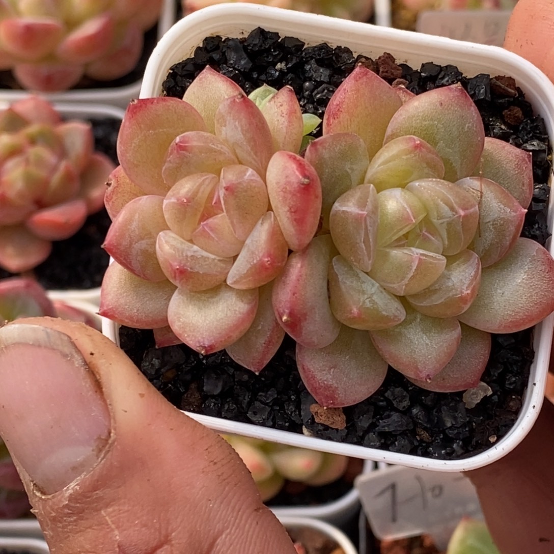 天官赐福百无禁忌