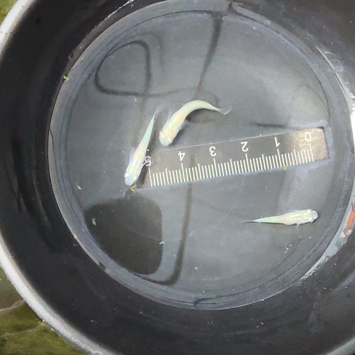 海水21号拍品萤火虫5条
