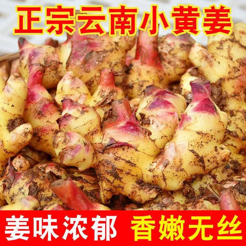 云南新鲜嫩姜现挖现发，带泥发货