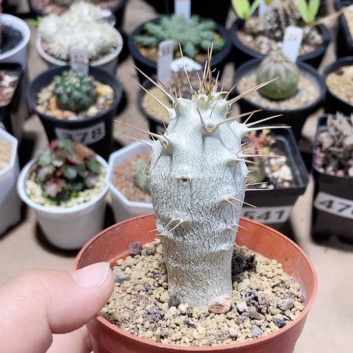 595白马城块根植物