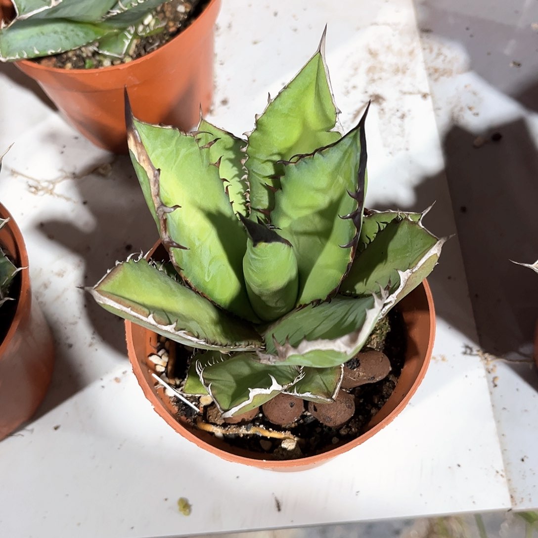 3***4龙舌兰黑火焰随单10