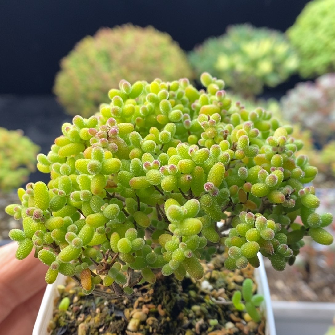 霖***霖889金橘糖球。      