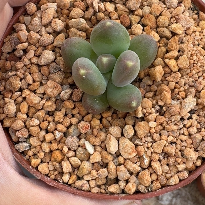 黄***司芭比亚 单头 一物一拍