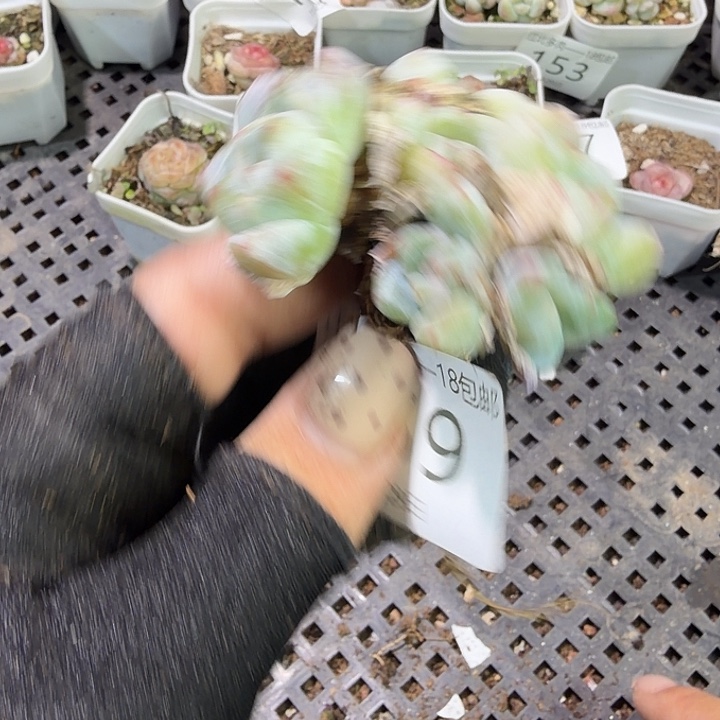 159 号到手1颗一物一拍