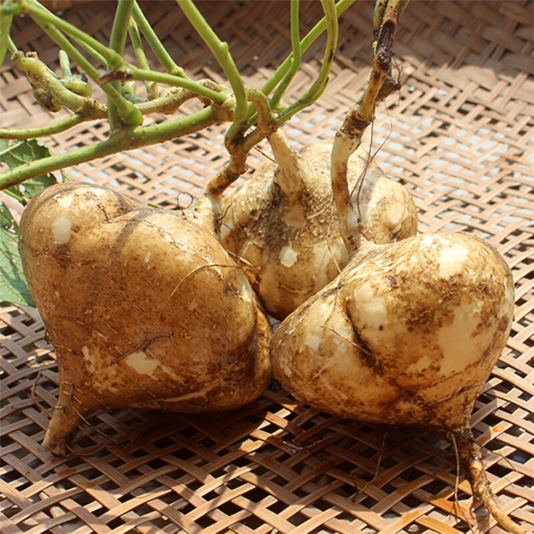 榕江本地新鲜凉薯清甜多汁脆爽可口当季蔬菜水果