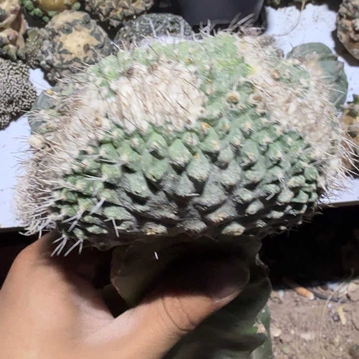 掬水仙人球坠化三脚架姐