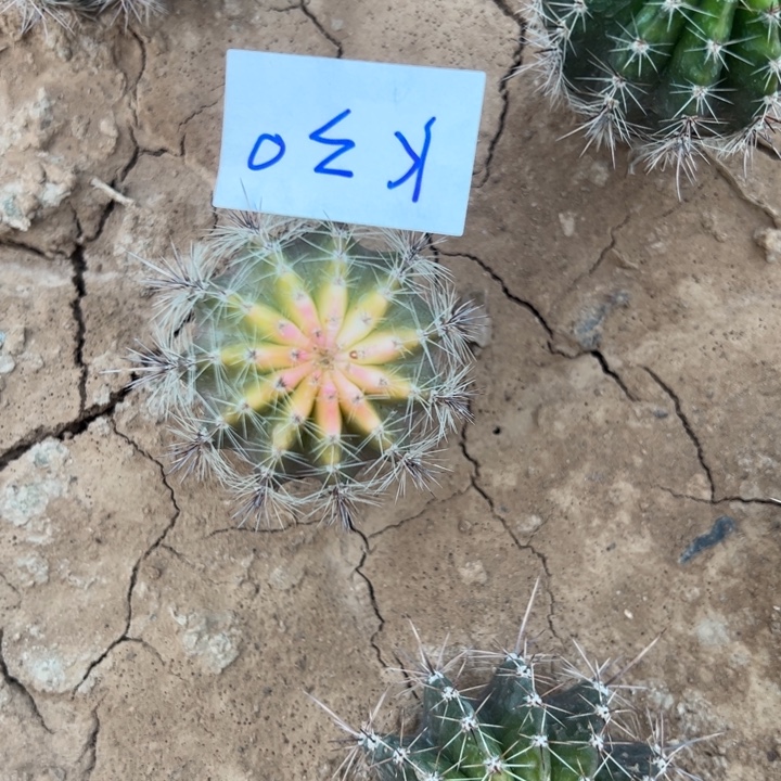 馨***兒K30三颗彩草25/////////