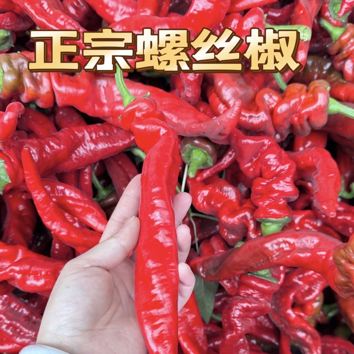 甘肃新鲜红螺丝辣椒农家现采做剁椒辣椒酱专用农家菜