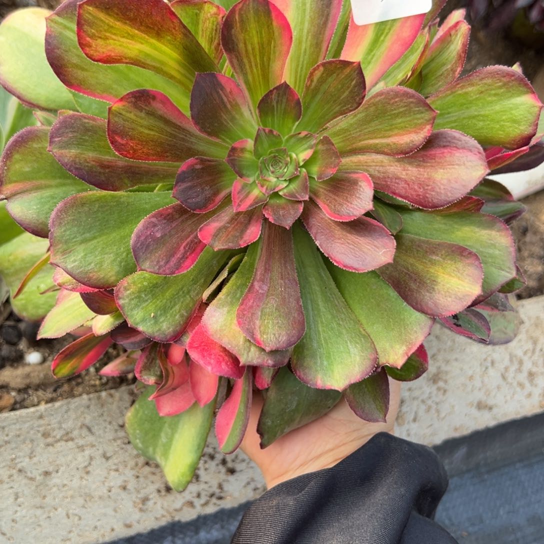 212韶秀七彩多肉多肉多肉