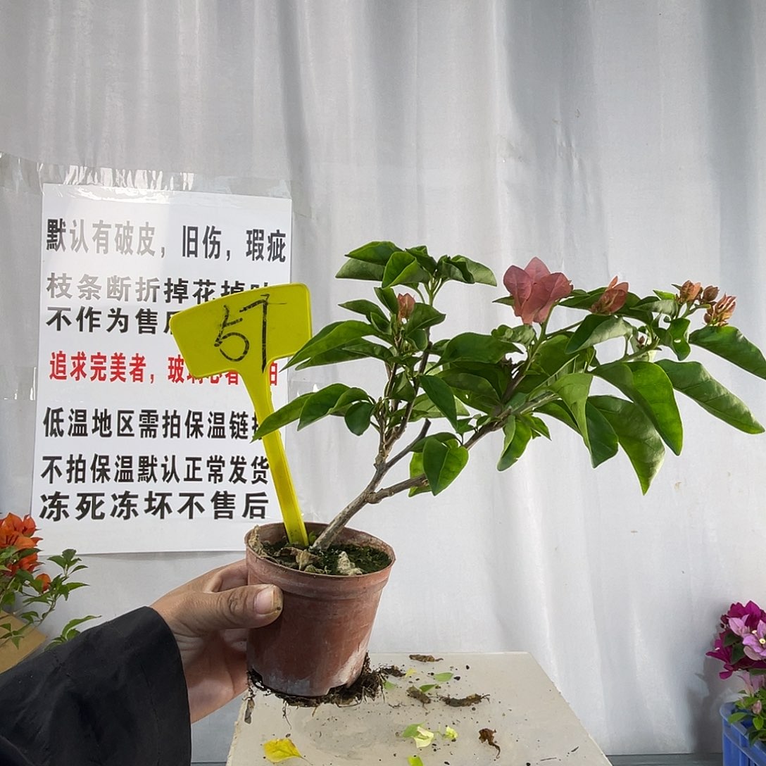 全部花苞57掌中宝啊奴娜