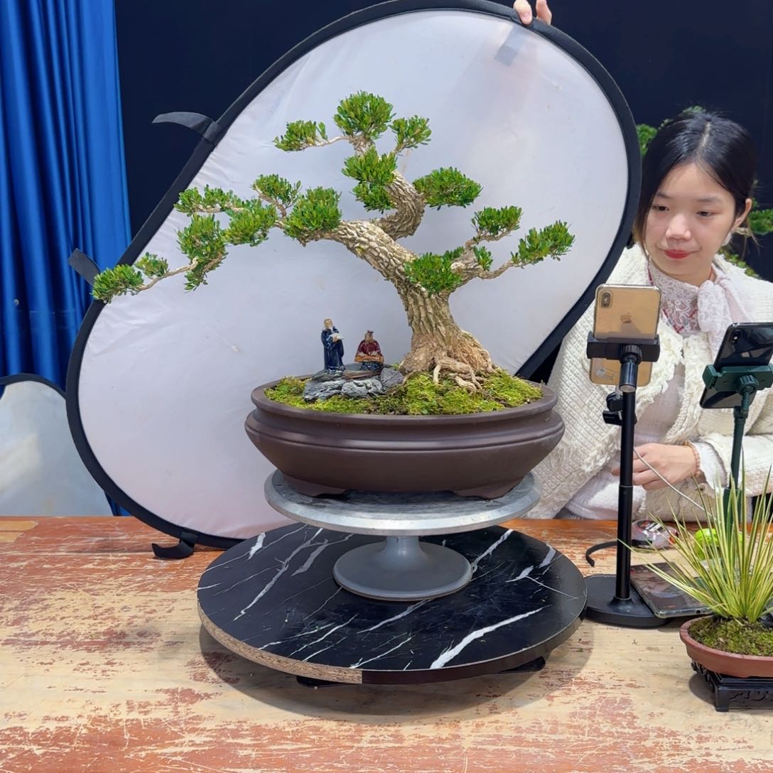 黄杨室内室外盆景艺术