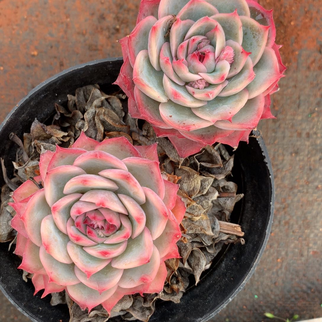 3910杂交精品基地11厘米