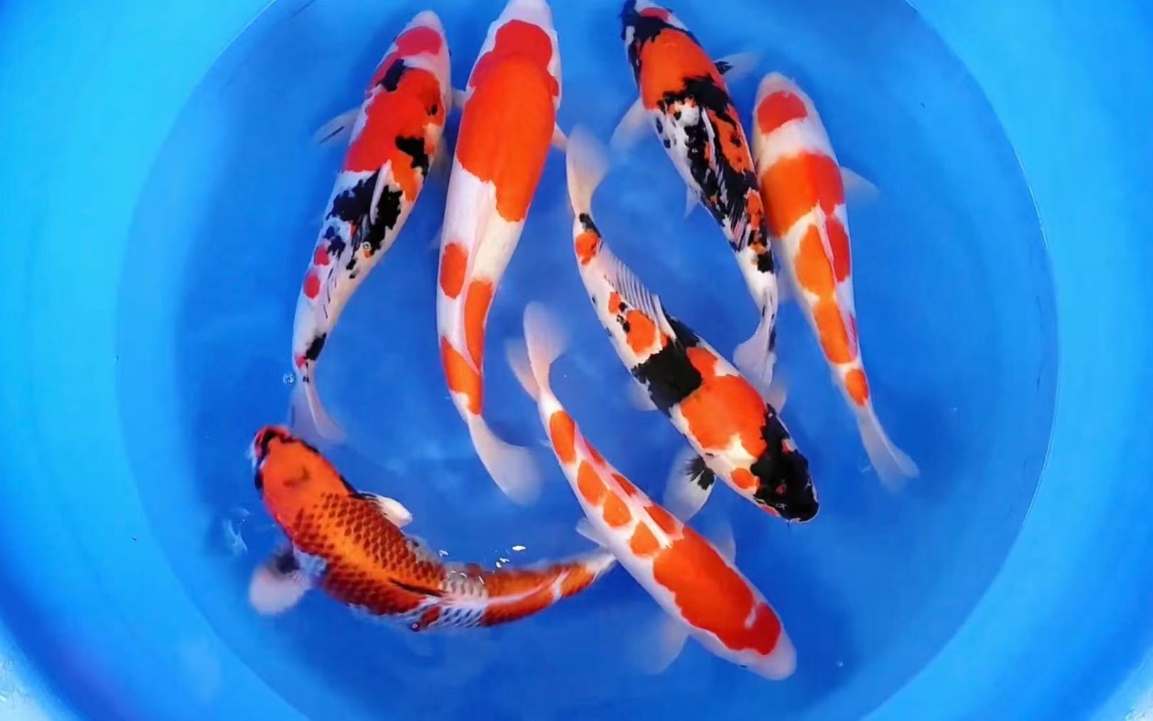 1号链接 直播间下单链接 锦鲤观赏鱼