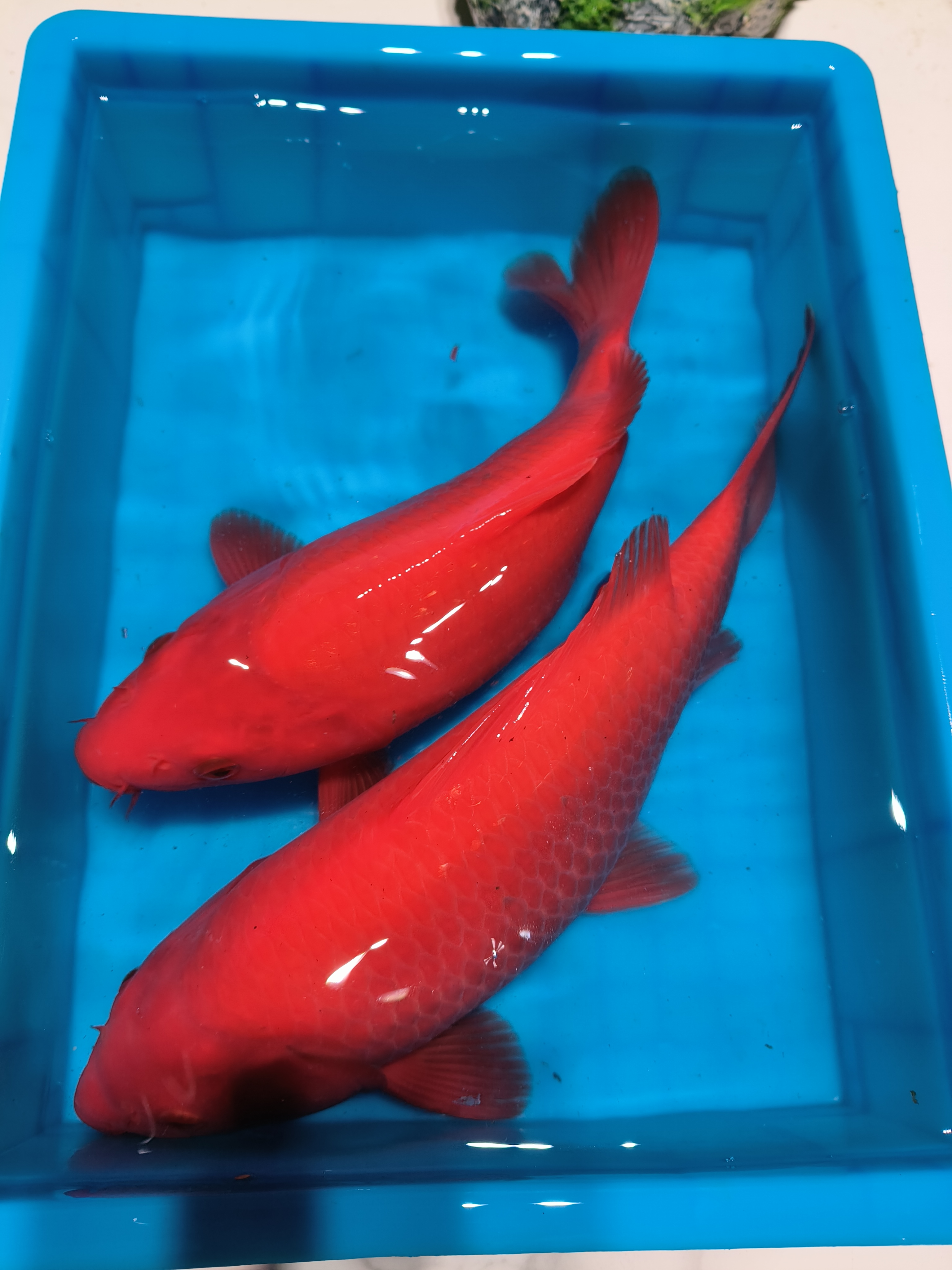 观赏鱼 淡水冷水 好养好活 红荷包鲤 红元宝鲤