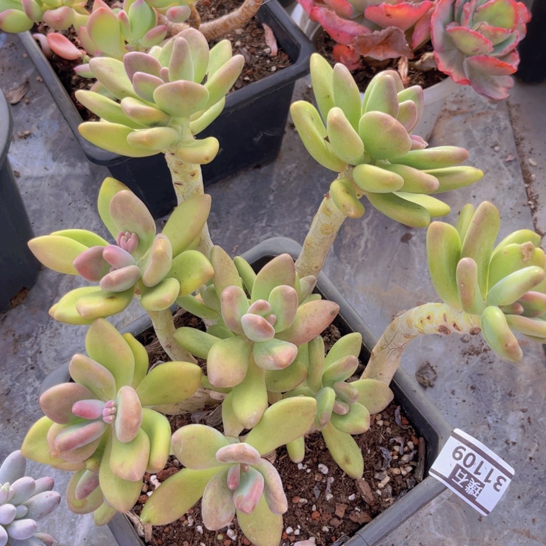 KK美人31109多肉植物