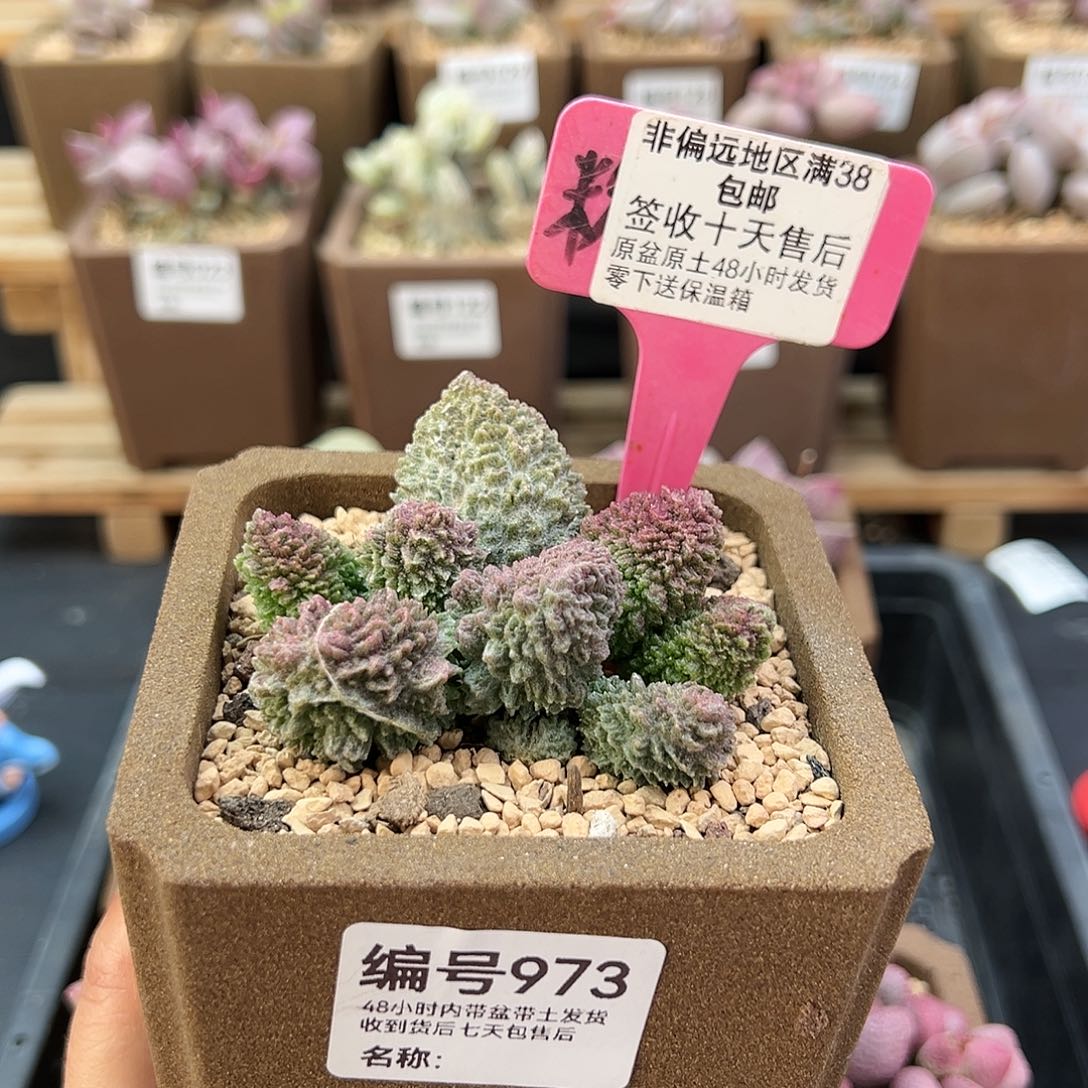 973朱紫玉多肉植物