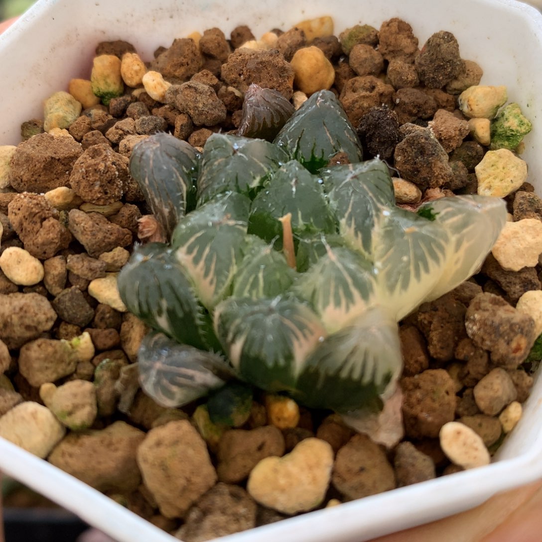 夏末玉露锦，带盆发货