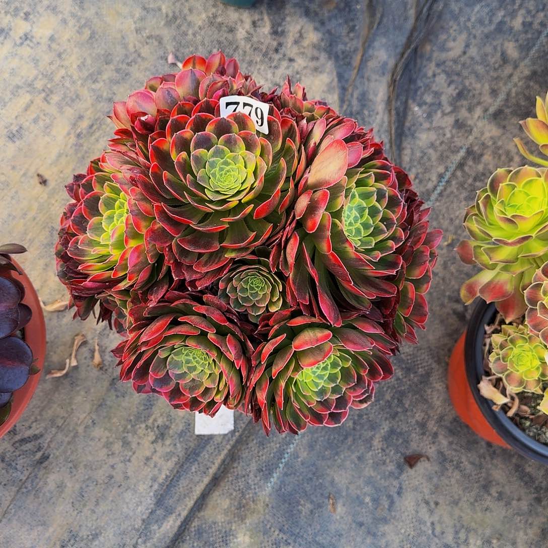 000779朝霞丛林多肉植物