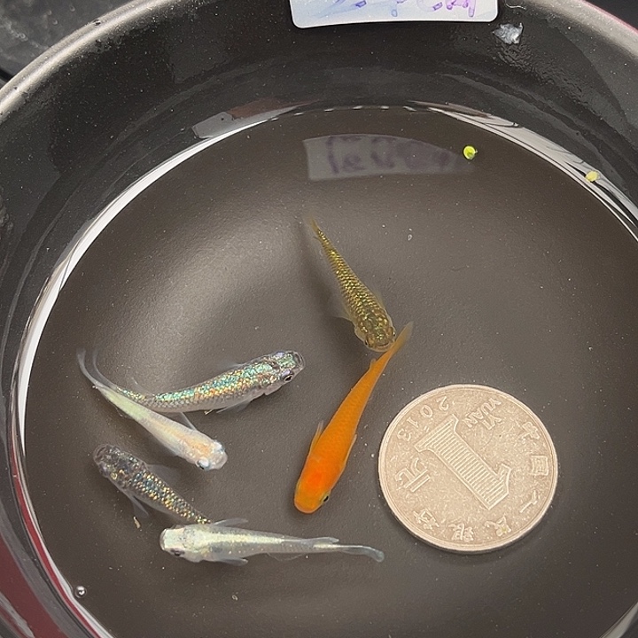 青鳉鱼随机6条51号