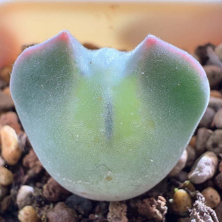 w347。 青蛙3年大眼睛 大肚子 粉耳朵