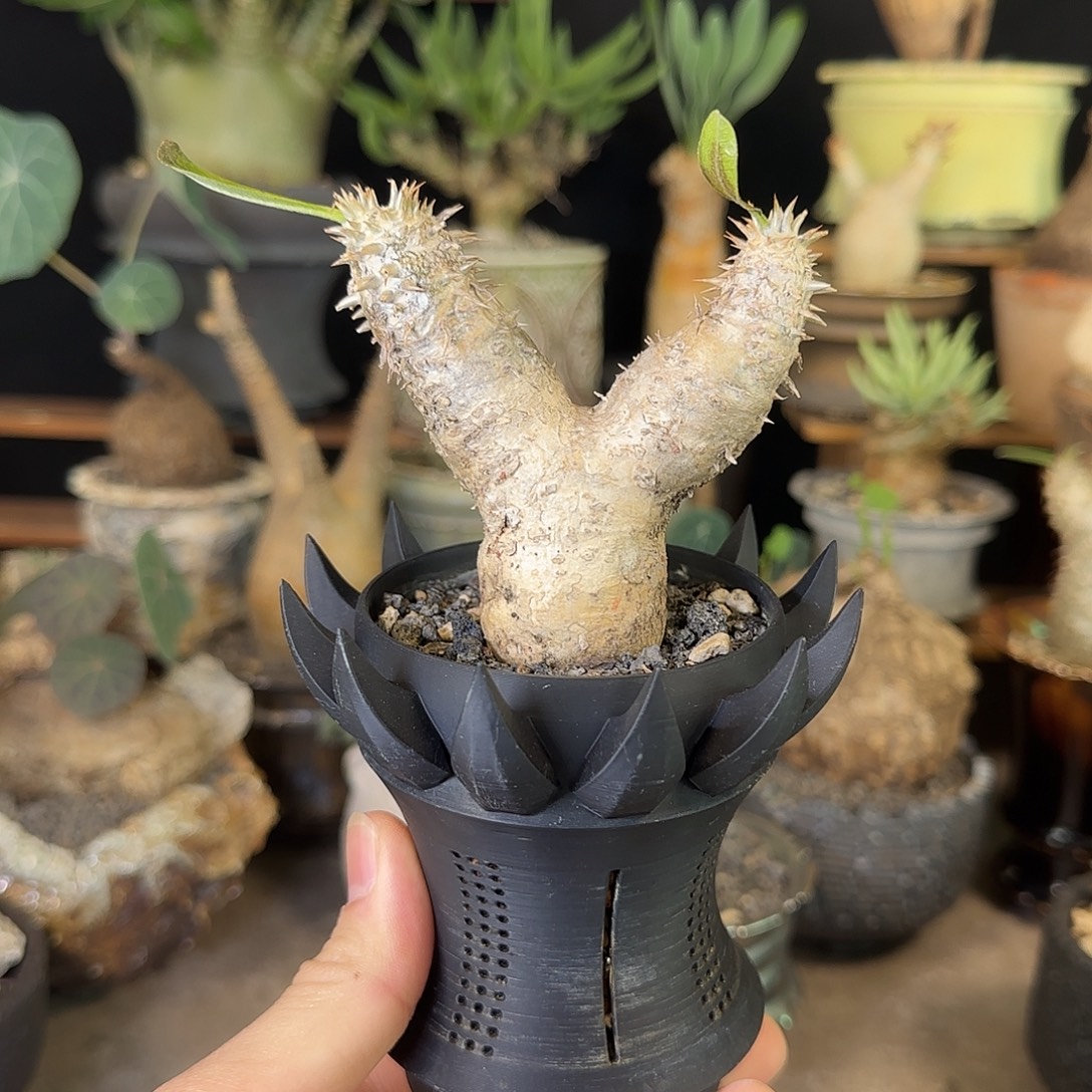 一物一拍惠比大黑199