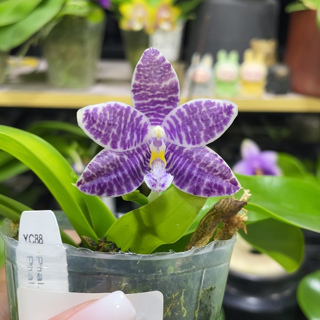 完全开放Yc88开花株