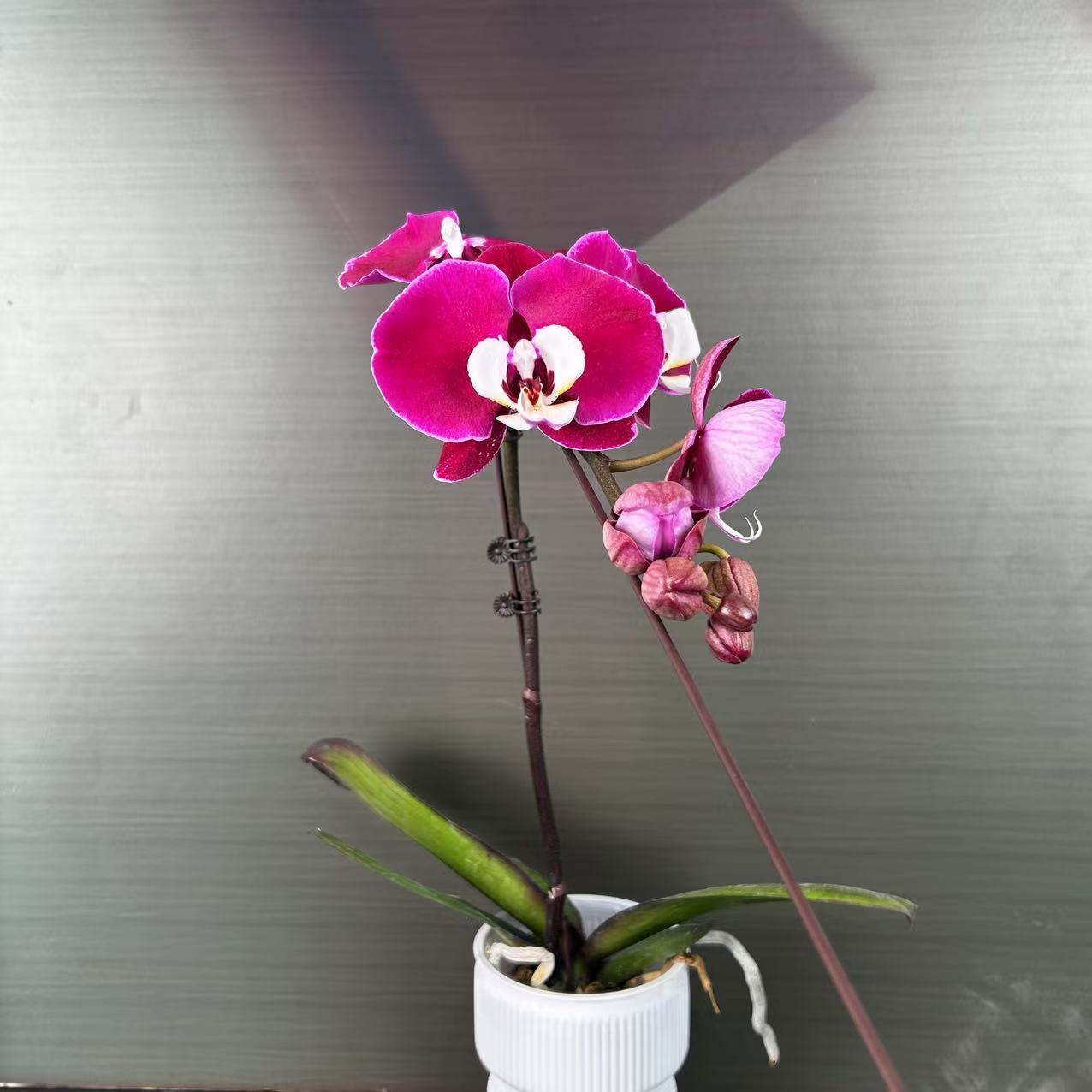 【花之漫】（米歇尔）3.0寸杯单剑蝴蝶兰盆栽