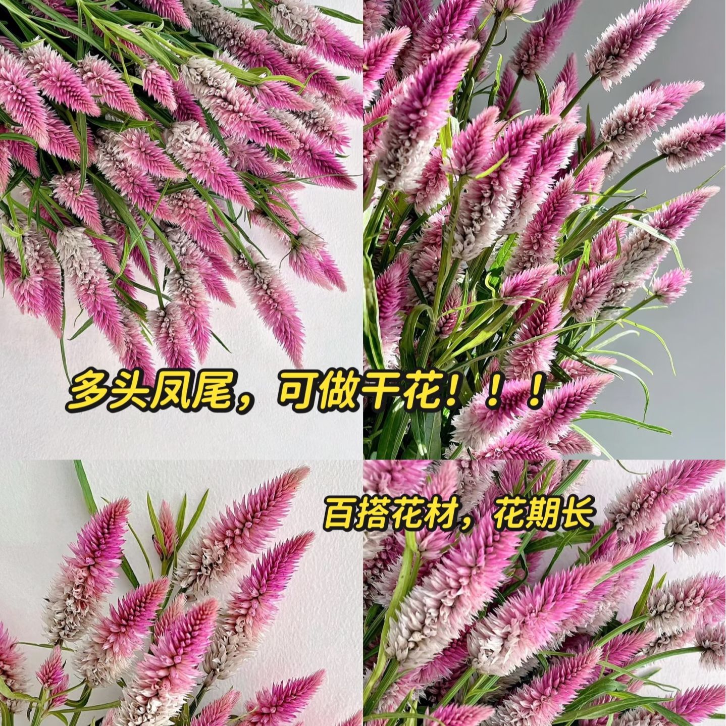 【大王】凤尾 花花凑单不单拍 