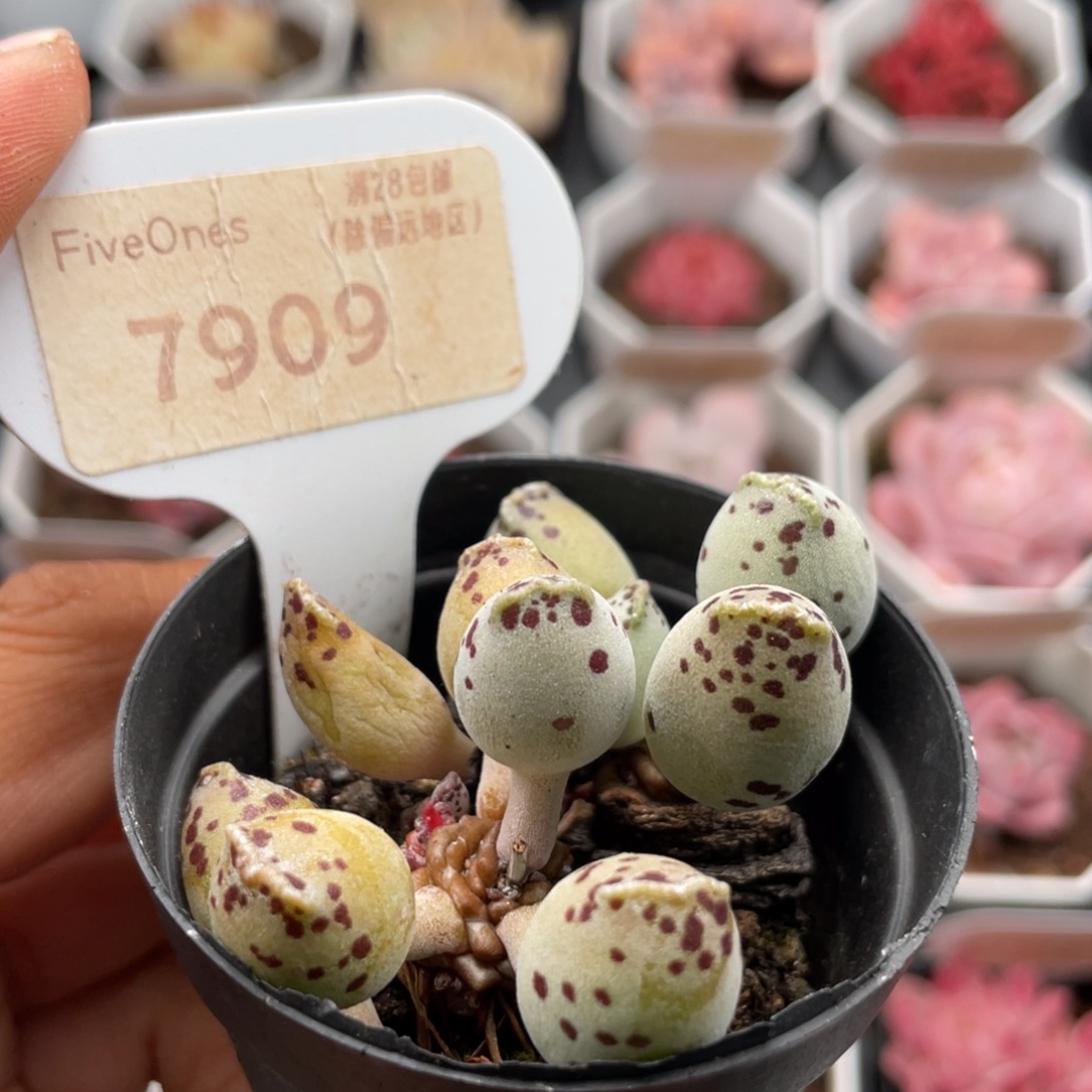 檀***茶海豹7909-5.5厘米掉叶不售后