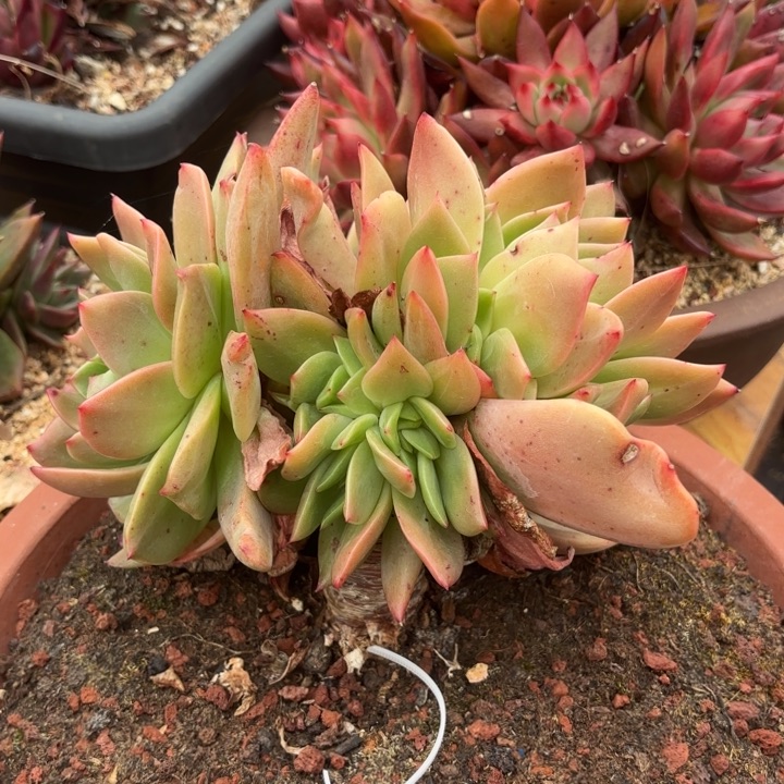 麦****狮子王缀。           50 