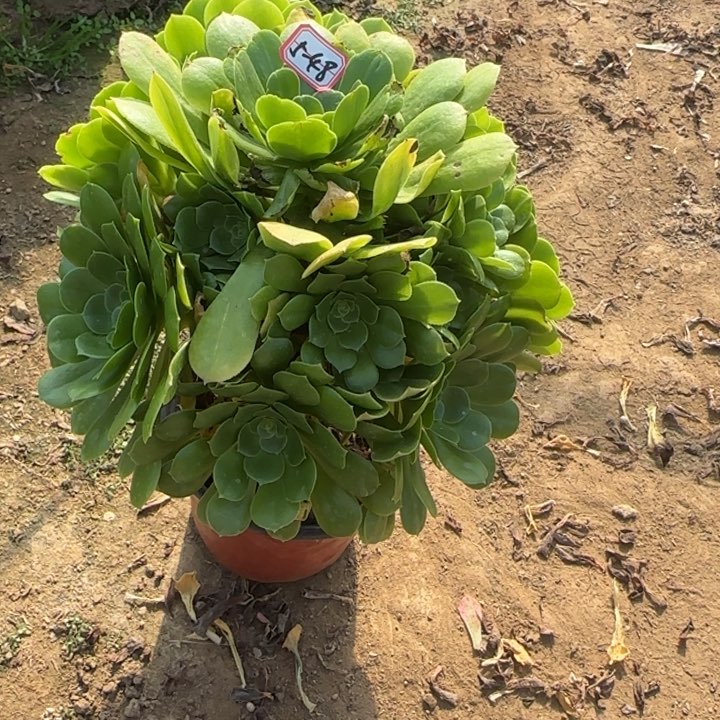 5-48绿羊绒多肉植物