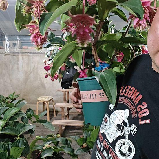 用***8无花朵宝莲灯花基地发货