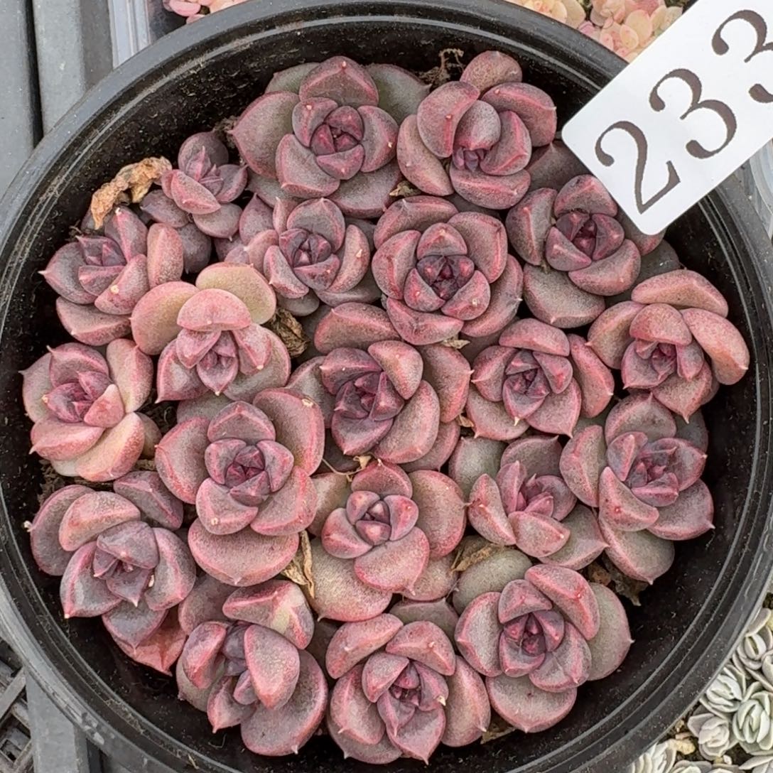 多肉植物多肉植物233