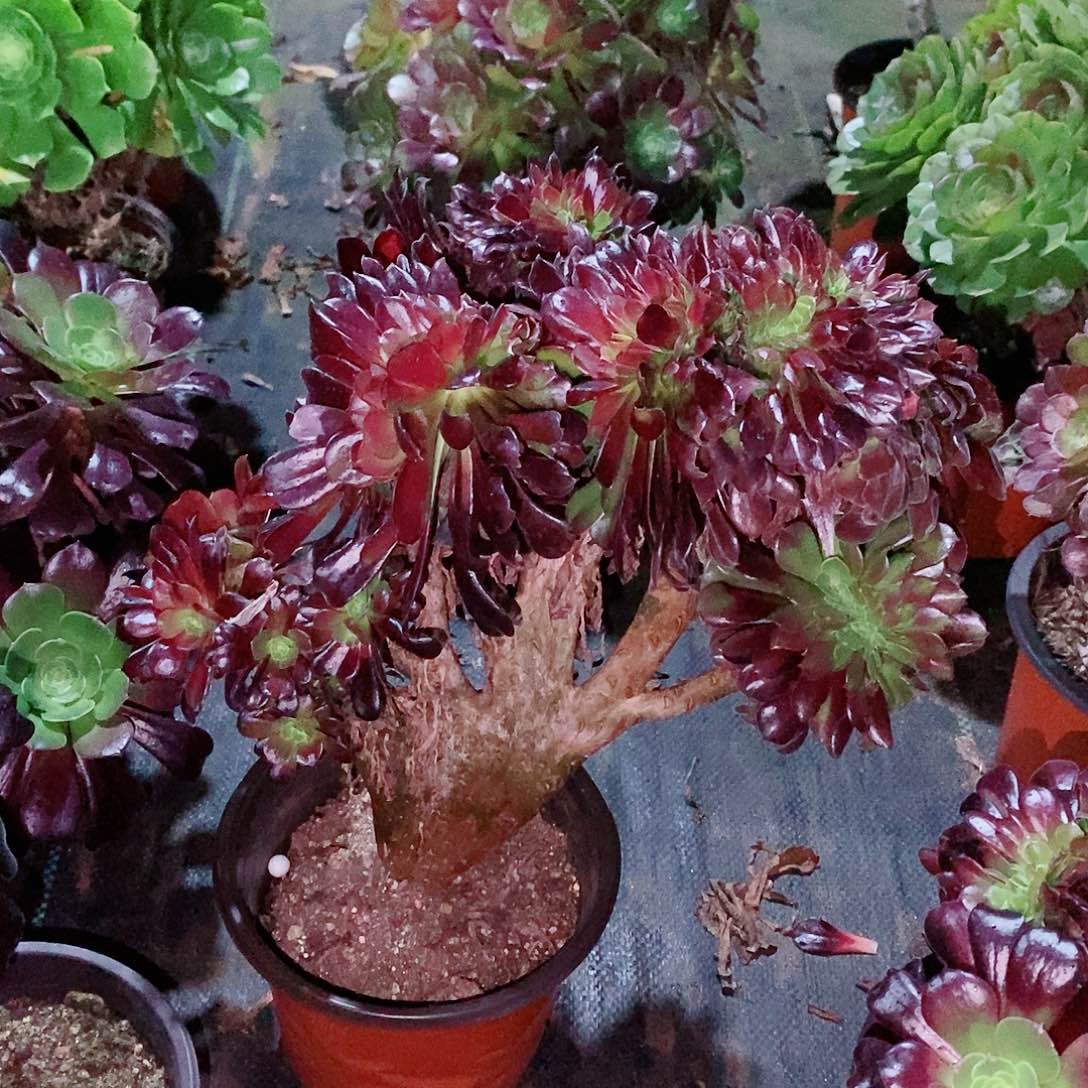 欧紫缀752多肉1111