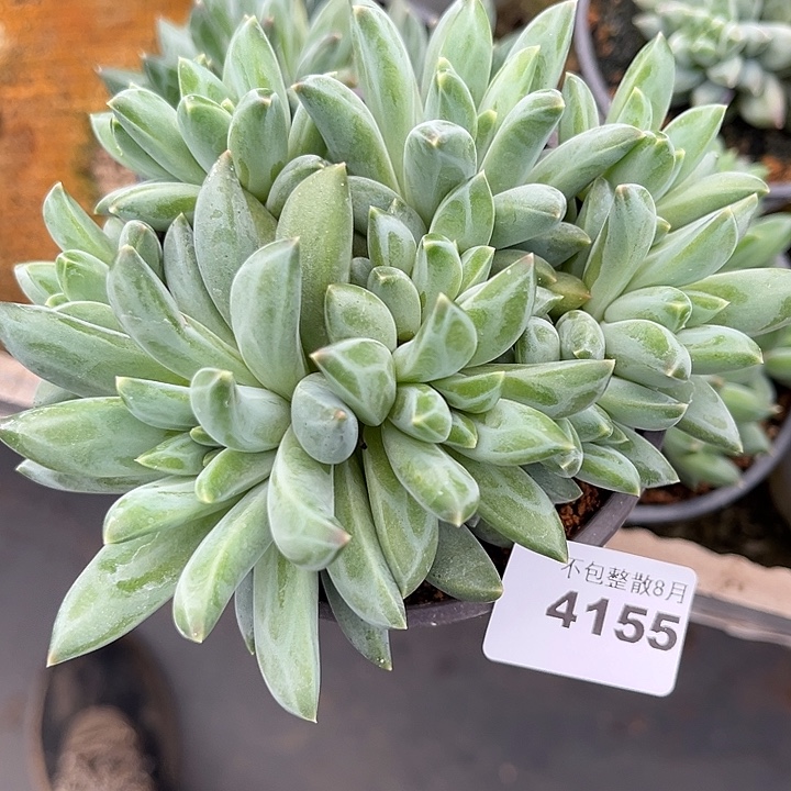 阿雅园艺。     4155