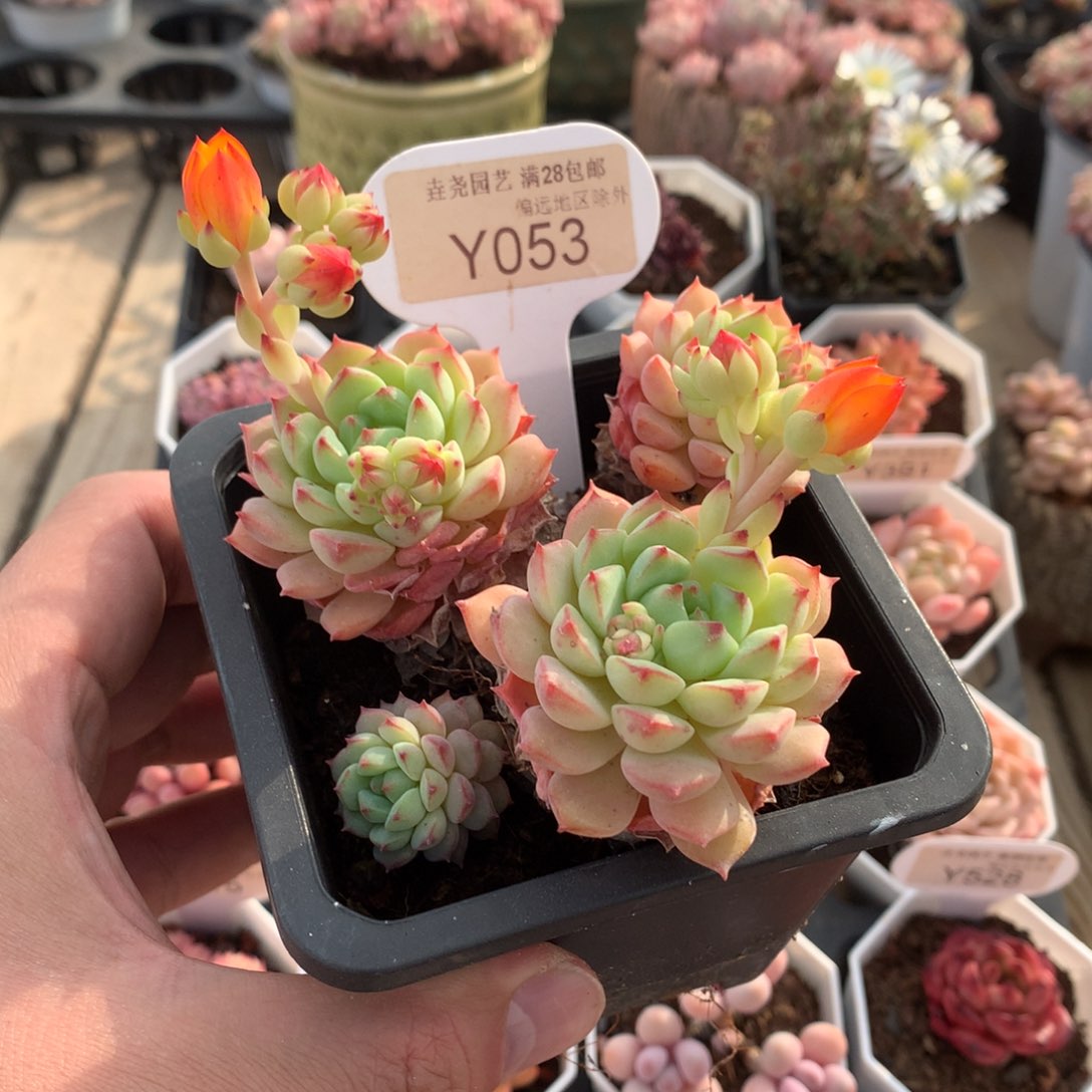 一物一拍053熊猫脸9cm