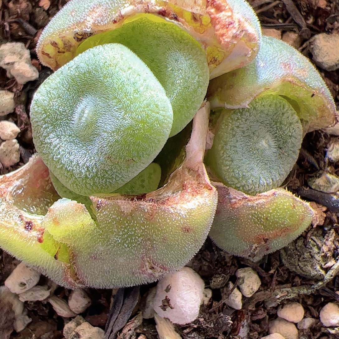 【闪购商品】176毛饼