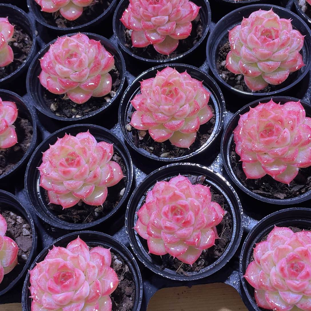 1104号 睫毛糖心女王单头3个