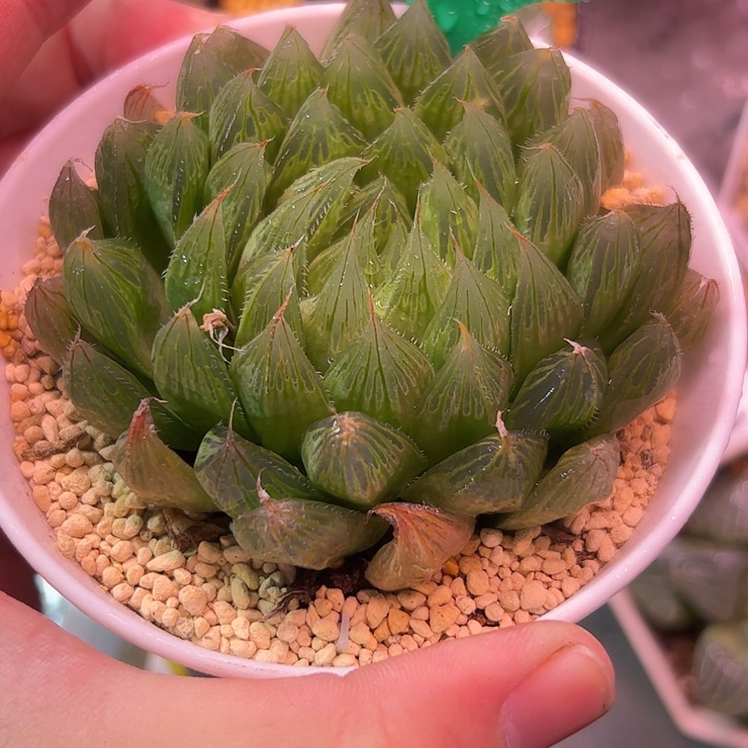 实生原始十二卷多肉植物满