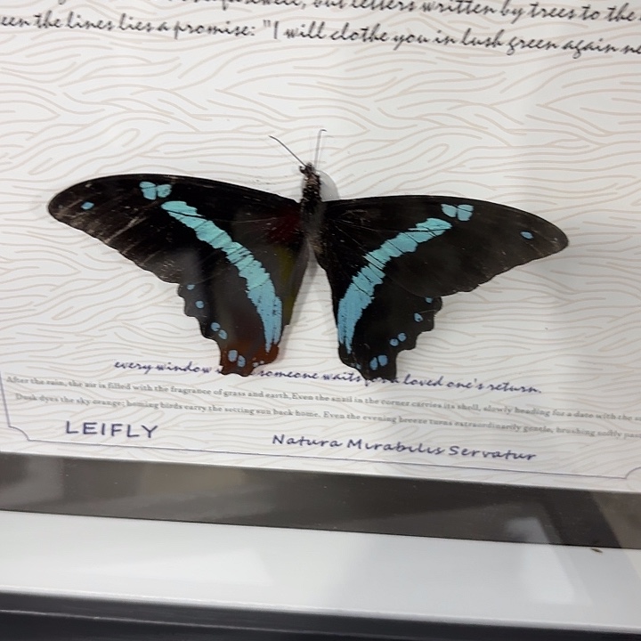 知***青蝴蝶标本定制418@