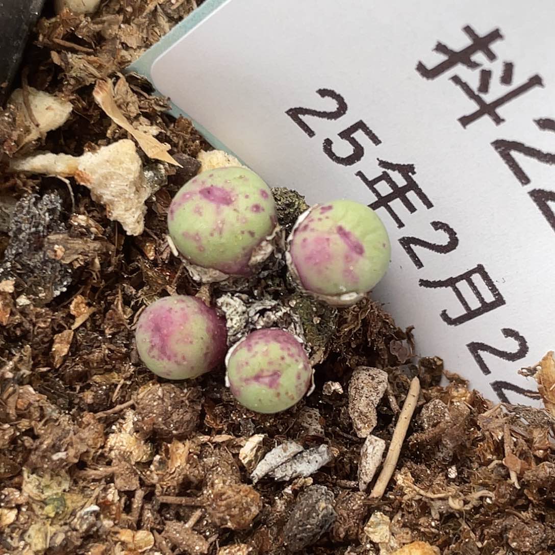 22-65猪皮多肉植物