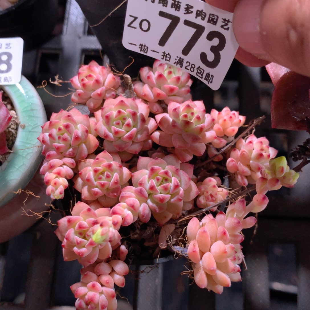 5CM拇指盆精控多肉ZO773