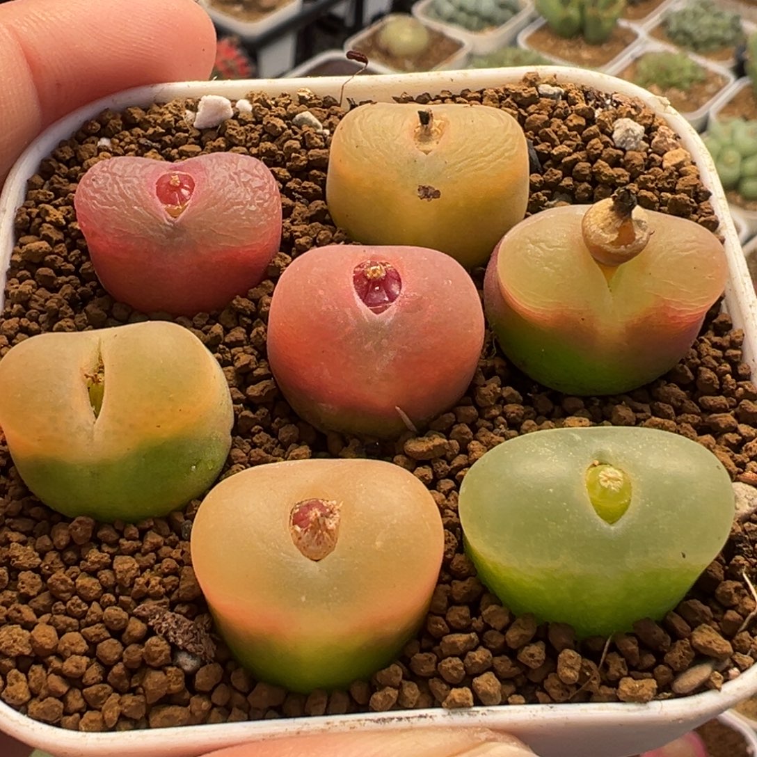 015多肉植物种类多样