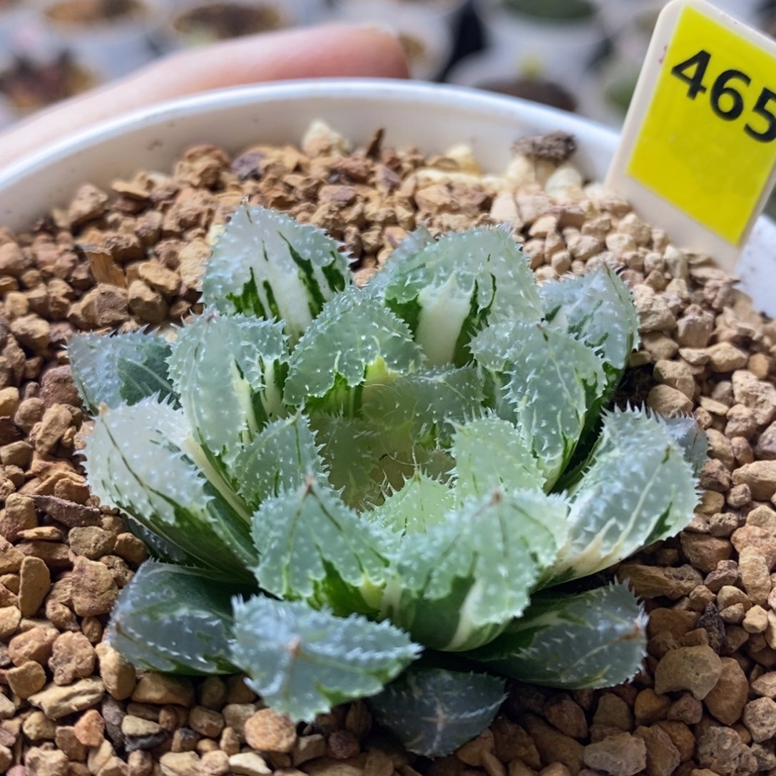 465号玄冰玉露锦多肉