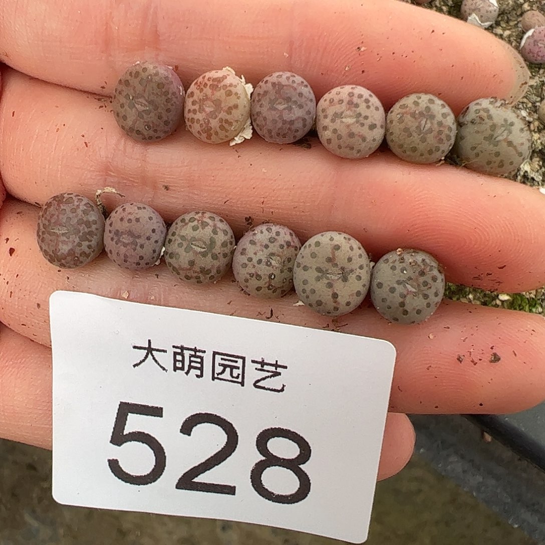 量拍以下2颗匈牙利种源1452.64特选火龙果安贞528