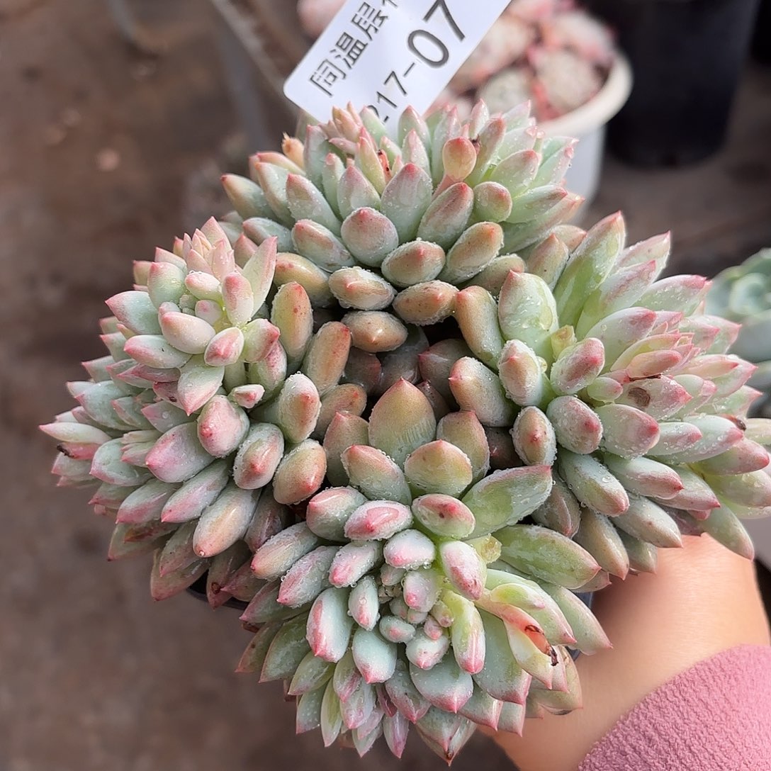 同温层多肉明珠美人07