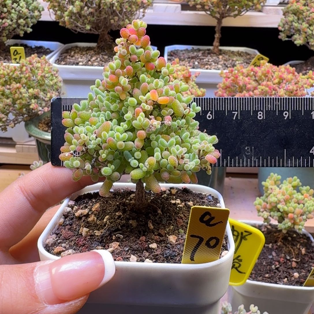 a70号蜜橘冠服6厘米左右圣诞树造型